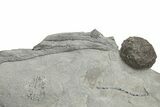 Plate of Silurian Cystoid (Caryocrinites) Fossils - New York #232152-3